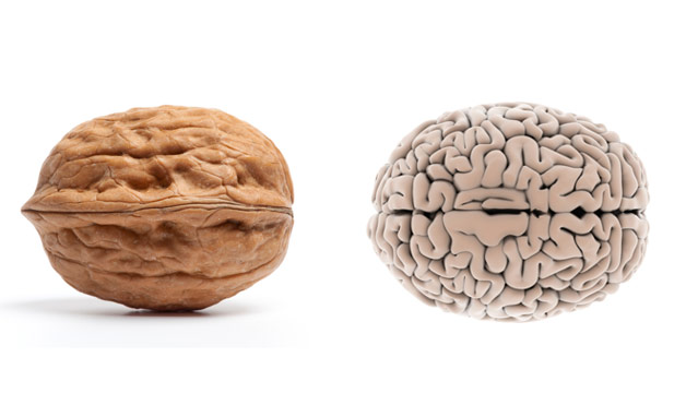 Φωτογραφία ενός καρυδιού και ενός ανθρώπινου εγκεφάλου