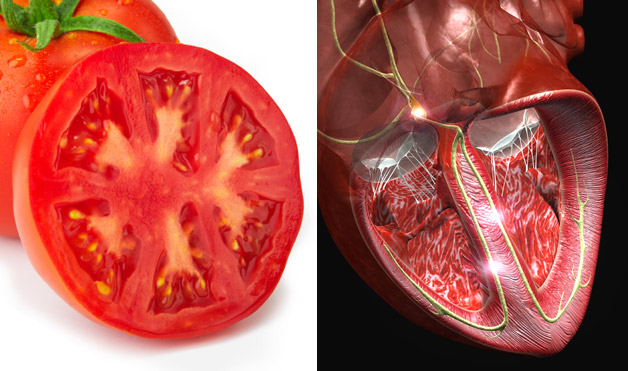 Φωτογραφία μίας ντομάτας και μίας ανθρώπινης καρδιάς