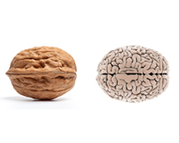 Φωτογραφία ενός καρυδιού και ενός ανθρώπινου εγκεφάλου